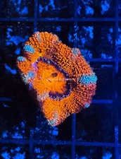 CE- WYSIWYG Candy Cane Lane Acan Lord Micromussa  Live Coral Frag LPS SPS #R1B10