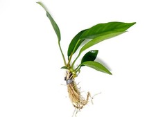 Anubias Nancon Live Aquarium Plants BUY 2 GET 1 FREE