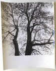 Photo André Villers - Arbre - Tirage argentique 1950 -