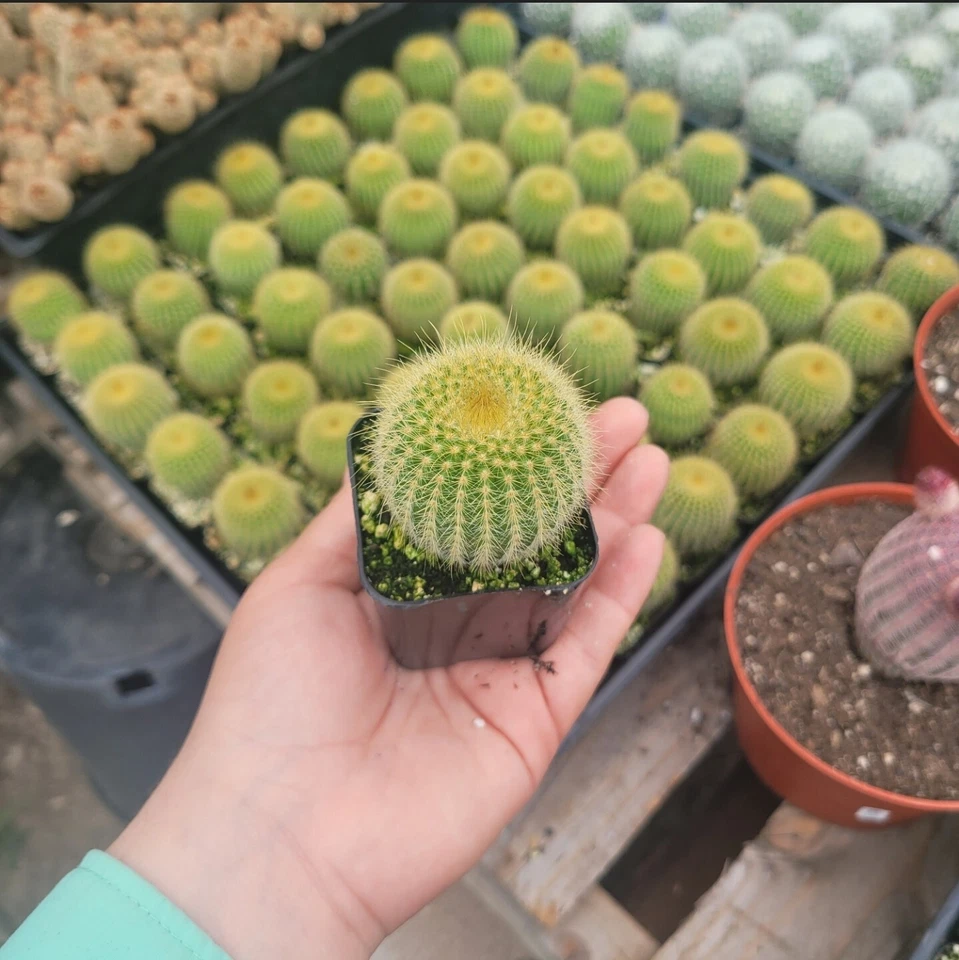 Bola de Oro Cactus 2 In | Parodia leninghausii Torre Amarilla Cactus Bola de Oro  Foto 3 de 4
