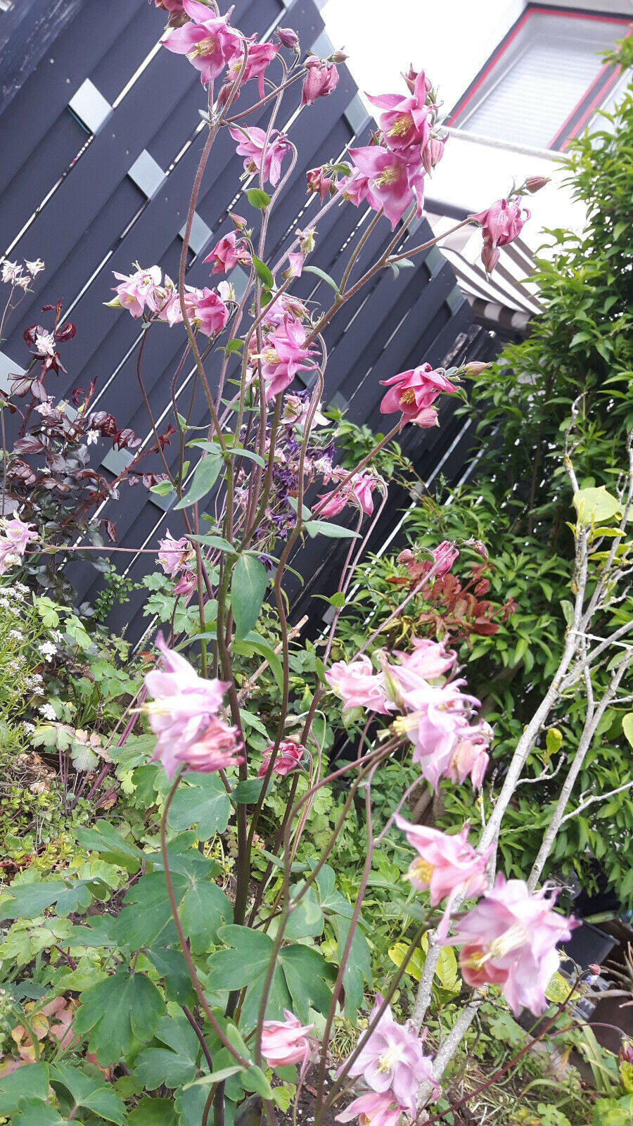 Akelei Samen Winterhart - 1200 Stück Mehrjährige Blumensamen Für Garten