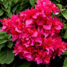 Magic Bougainvillea Live Starter Plant Bougainvillea Tree 4-6"Tall, Ship No Pot
