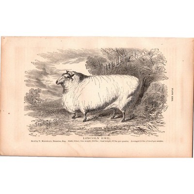 Lincoln Ewe T Marshall Branston EN 1867 Engraving SJ8