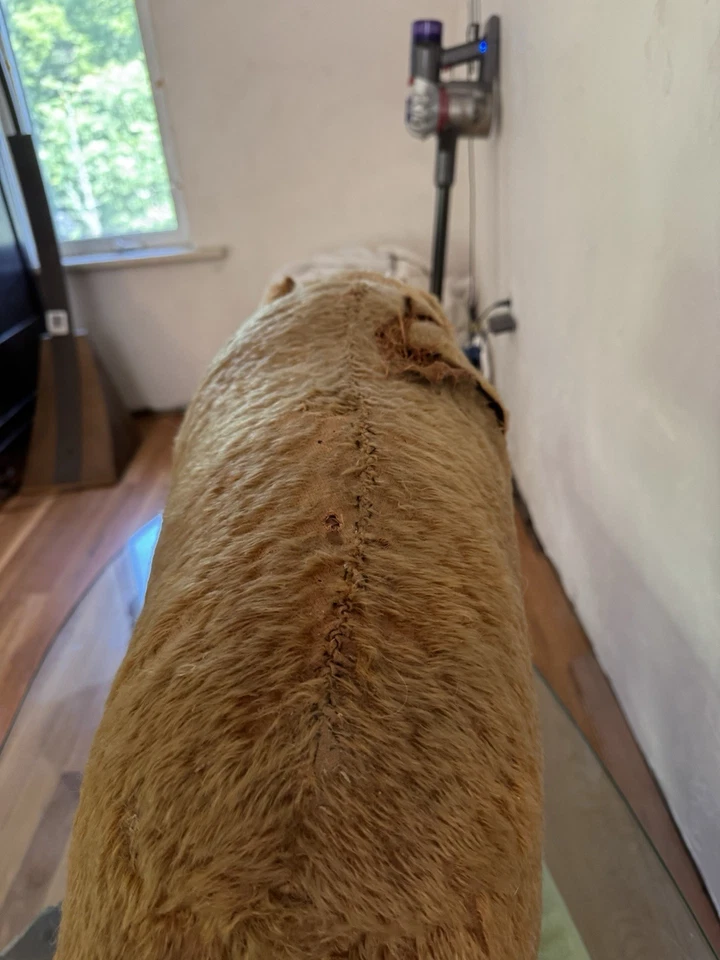 Oso Steiff sobre ruedas de principios de 1900 Foto 3 de 4