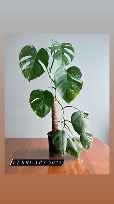 philodendron bilitiae Philodendron Billietiae Plant in Self Watering Pot