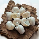 Turbo Silvermouth Shells 3-5cm | Craft & Jewelry Making | Natural Coastal Decor