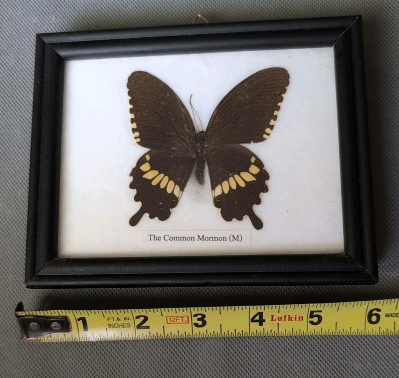 Real Framed Butterfly Wall Hanging Entomology Insect Specimen"The Common Mormon"