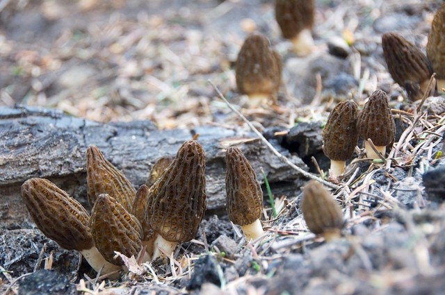 Morel Mushrooms, Dried Half Pound A Grade | eBay