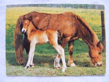 Postkarte Ansichtskarte Tiere alt aus Sammlung Pferde Fohlen Waliser Bergpferde