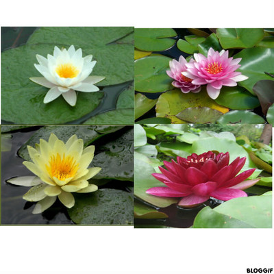 Points de vente nenuphar lot de 2 plante bassin nymphea pond