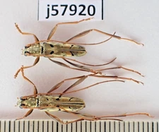 j57920. Insects, Cerambycidae sp. Vietnam, Ha Giang
