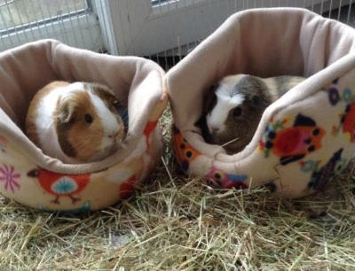 ****8 DESIGNS***10" *GUINEA PIG BED HEDGEHOG CUDDLE CUP WITH REMOVABLE PAD