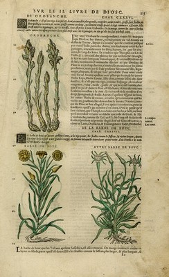 Antiker Druck - Botanik - Besenstraupe - Scorzonera - Mattioli - S. 325 - Anonym - 1572