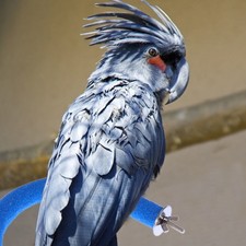 Bird Cage Grinding Platform Paw Stand Parrot Perch Nail Scratcher