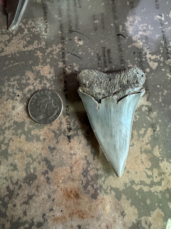 Large Fossil Megalodon Shark Tooth- Natural Prehistoric Tooth