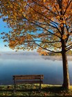 Bench by the Lake and Tree Fall Autumn POSTER PICTURE Photo PRINT Nature