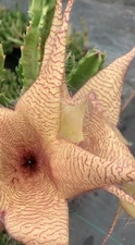 Starfish Stapelia Gigantea Plant Zulu Giant Succulent Cactus Carrion Flower