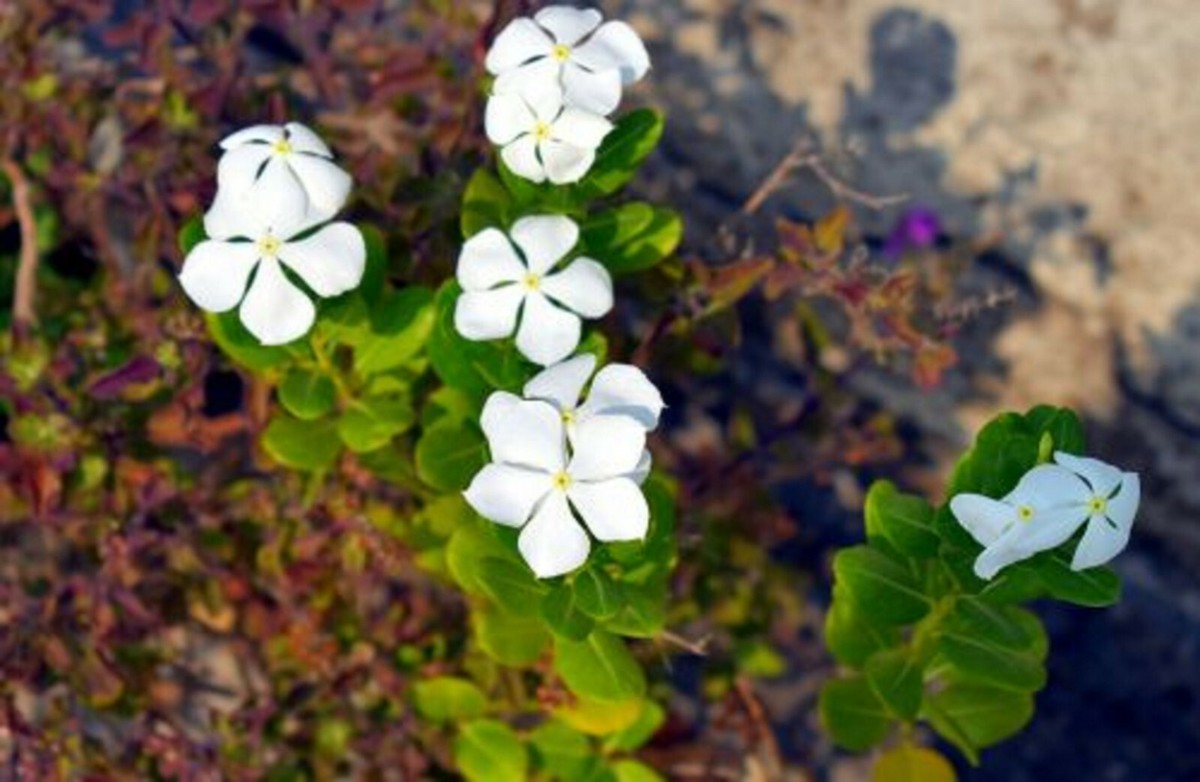 50ct White Vinca (Periwinkle) Flower Seeds - Heirloom, Non-GMO, Very Easy To Grow Ground Cover
