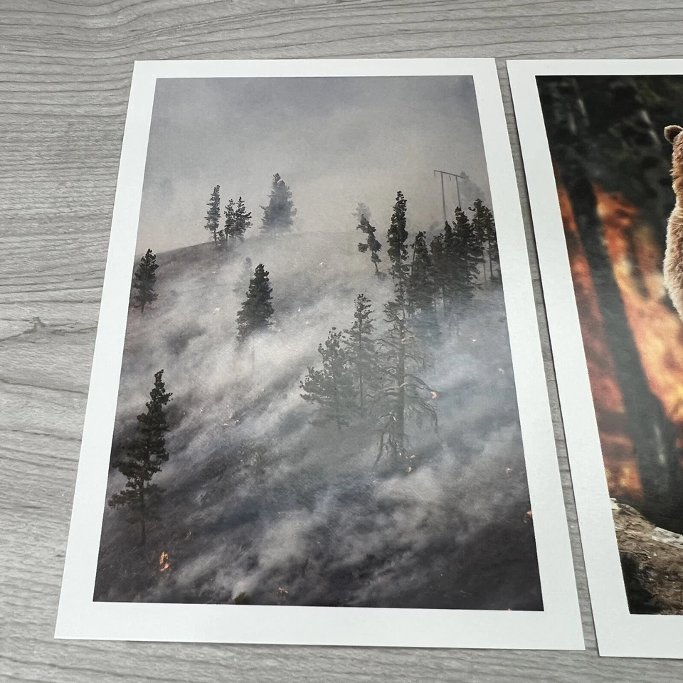Lot of 3 Arbor Day Foundation PHOTOS 5.5"h x 3.75"w Bear Forest Fire New Cards - Image 2 of 4