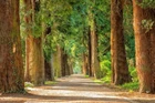Digital Image Picture Photo Pic Wallpaper Background Trees Forest Walkway 8855