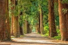 Digital Image Picture Photo Pic Wallpaper Background Trees Forest Walkway 8855