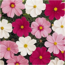 Cosmos Sonata Mixed  Mini Bedding Basket Plug Plants x 12 For Potting On
