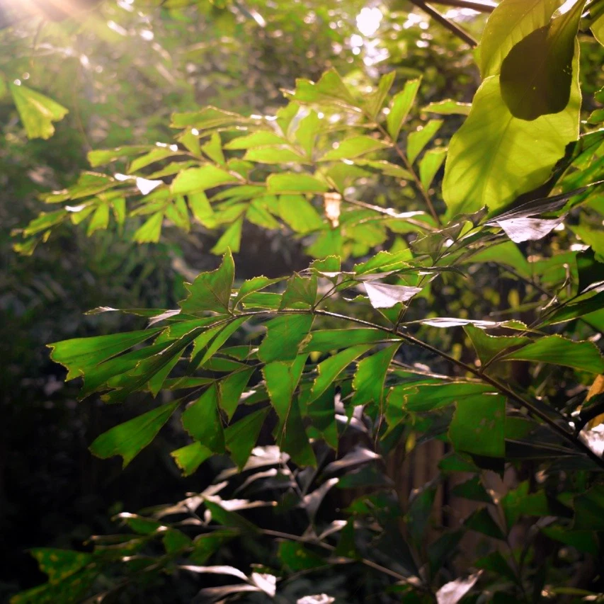 Caryota mitis (Fishtail Palm Tree) 3 to 25 Seeds - RARE Indoor House Plant | UK - Image 2 of 3