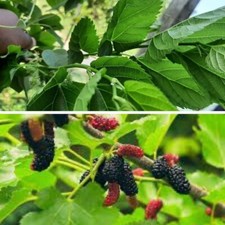 Dry Mulberry Organic Leaf Shrimp Silkworm Mixed Size Feed Fish 50 Pcs New