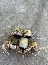 5pcs Rooted Sugarcane Cuttings Sweet Juicy Tropical Plant Ready To Plant