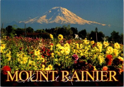 Mount Rainier National Park Snow Cap Spring Flowers Washington  c2000 Postcard