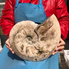 10.6 LB Natural Ammonite Fossil Polished Specimen Reiki Healing Collectible 3725 — photo 4