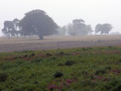 Foto 6x4 Backley Holmes im Nieselregen, New Forest Linwood\/SU1809 A Fin c2006