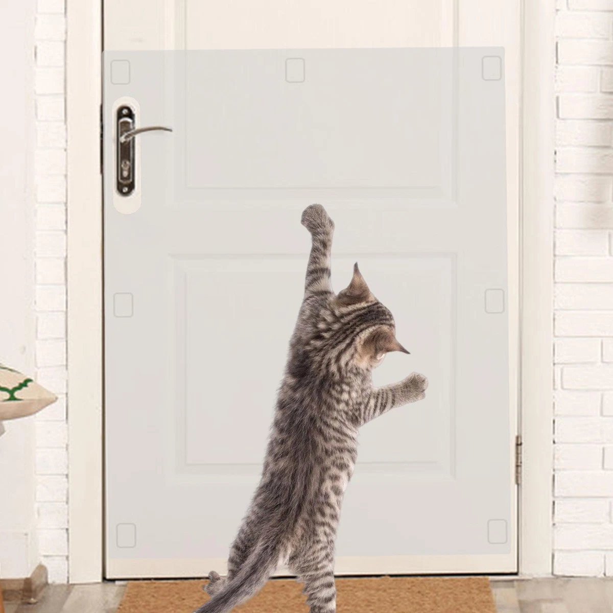 Cat scratching at door top