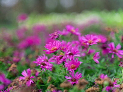 Staude Kissenaster Aster dumosus ''Jenny'' 9x9 cm Topf