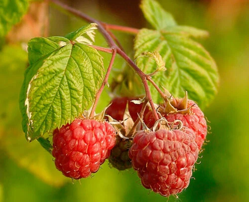 Winterharte Beeren im Garten 55+ Samen - Seeds - Himbeere - Brombeere V 170 - Bild 2 von 4