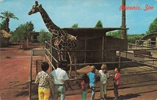 Phoenix Zoo Hatari Reticulated Giraffe Arizona Chrome Postcard Petley Studios