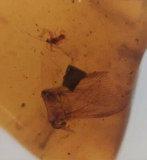 100 MILL. YEARS OLD BURMITE AMBER W/ MALE SCALE INSECT & INSECT WINGS (ABR14/10)