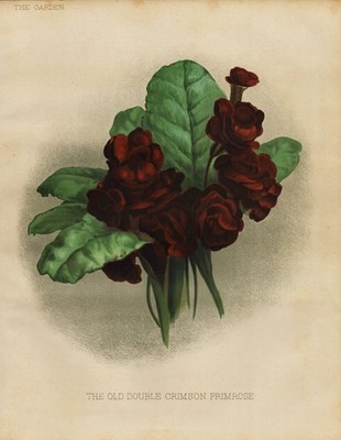 Primrose Primel crimson Primula flower Blume botany Botanik Robinson Litho 1888
