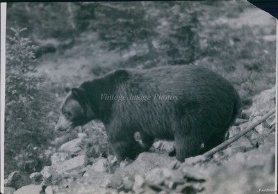 1923 Black Bear Au Naturel Grandfather Of Fat Bear Contest? Animals Photo 7x9