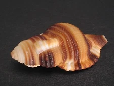 Gorgeous Pattern...CYMATIUM FLAVEOLUM~43.3mm/Gem~Indonesia SEASHELL