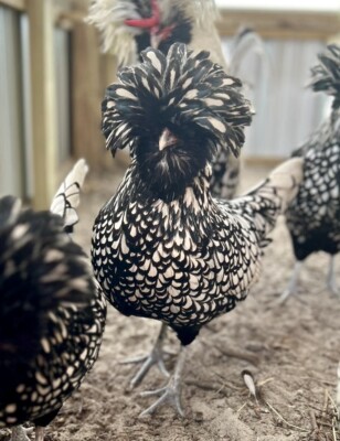 18 TOTAL. 6 Tolbunt,6 Candy Corn And 6 Silver Laced Polish Hatching Eggs