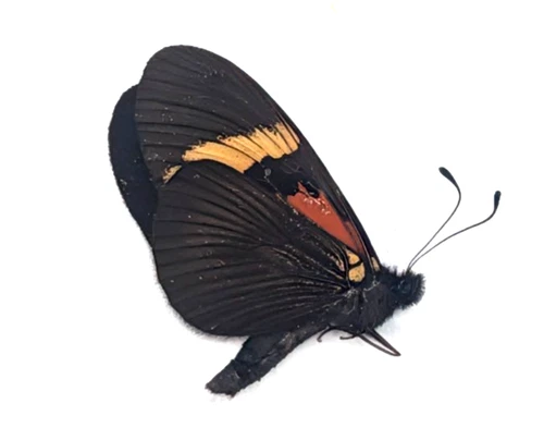 Altinote DICAEUS callinira MALE | PERU | AS PICTURED | A1