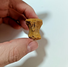 SUPERB Cretaceous Kem Kem Crocodile Vertebrae, Boxed & Labeled 2.5cm HT26