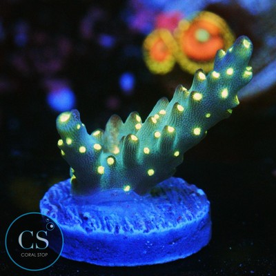 CS SBB LIGHT SABER ACRO - WYSIWYG - LIVE CORAL - Frag - SPS LPS ZOAS