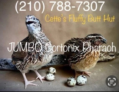 24 Jumbo Pharoah Coturnix ,Jumbo Italian, white Quail Hatching Eggs
