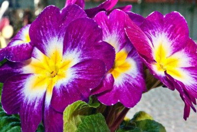 Lila Primel Frühlingsblumen Primel Vulgaris Foto Bilddruck