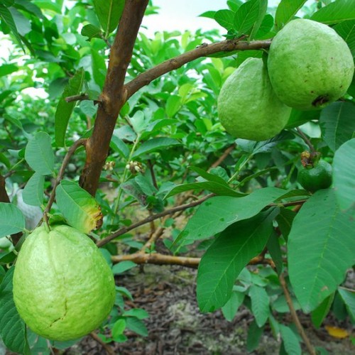 300 White Guava Seeds Psidium guajava Seed Organic Fruit - Picture 6 of 7