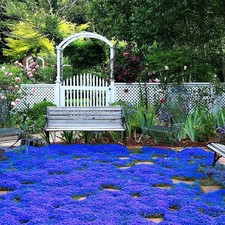 20000 Magic Blue Creeping Thyme Seeds for Planting Ground Normal, Brown