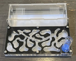 Top View Acrylic Nest For Hawaiian Ant Camponotus Variegatus 20-30w & Queen Cave