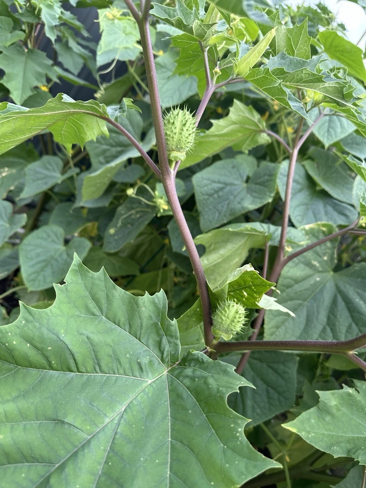 (100+) Datura Stramonium Jimsonweed Moon Lily Flower Seeds - Image 4 of 4